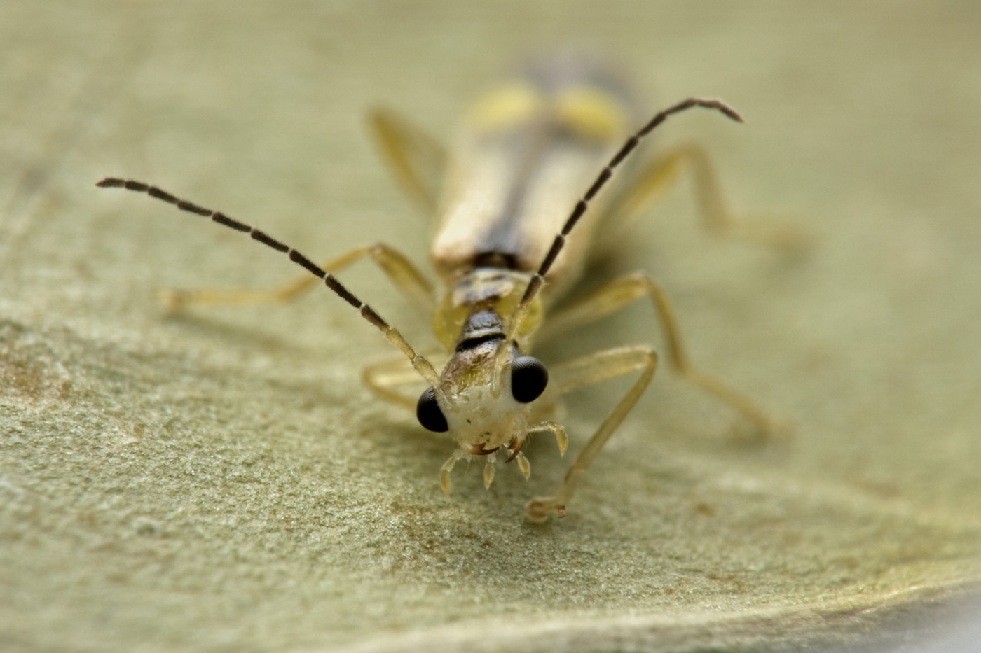 Cantharidae: Malthinus da id.